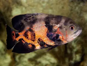 Red Oscar