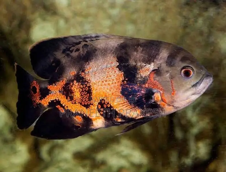 Red Oscar