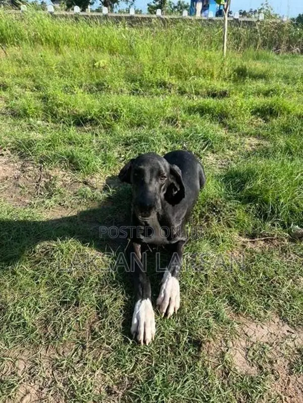 Dog - Great Dane