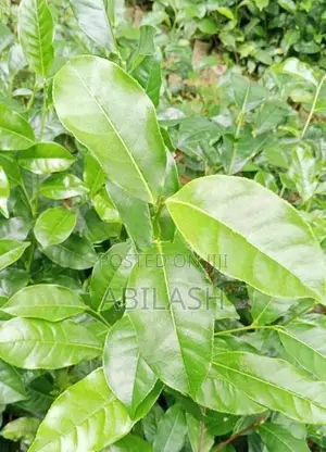 තේ පැල 2025