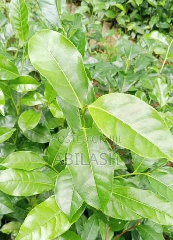 තේ පැල 2025