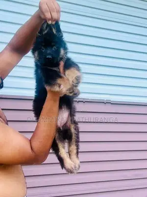 German Shepherd Puppies