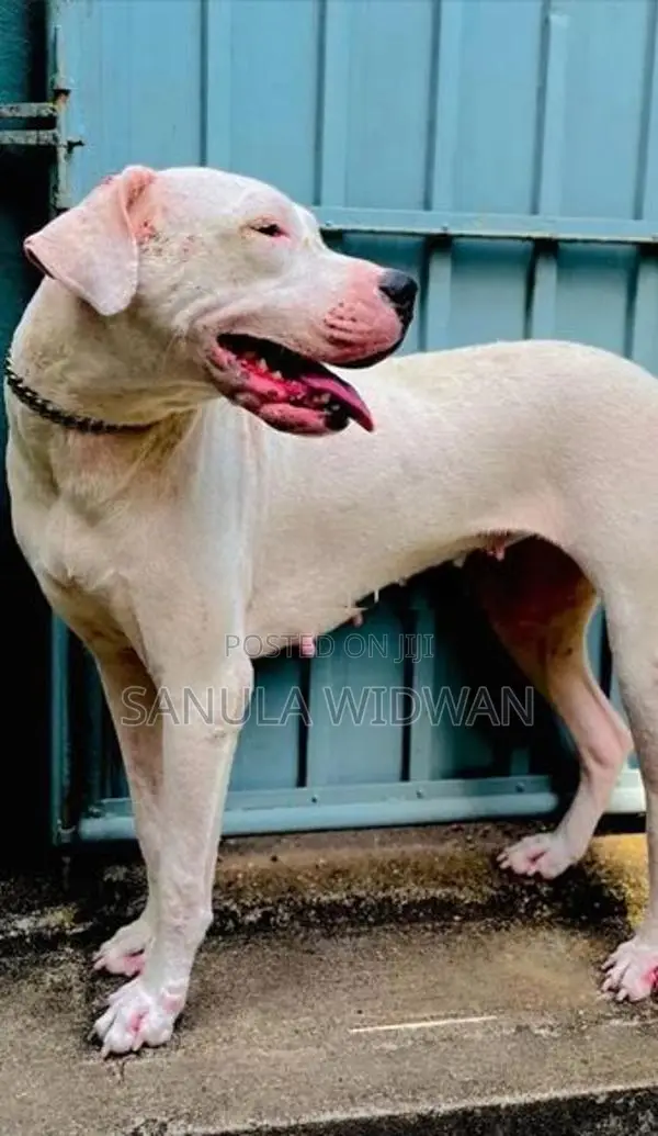 Dogo Argentino