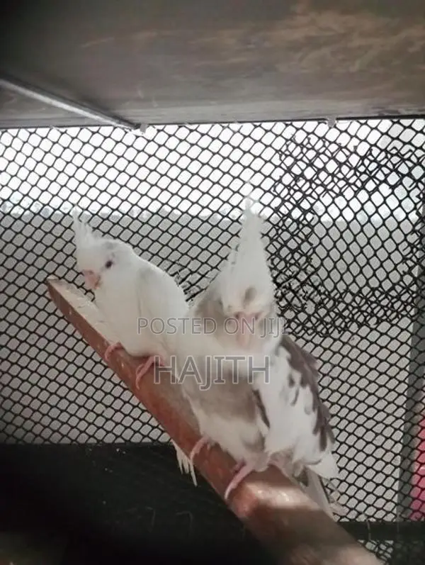 Cocktail Pair