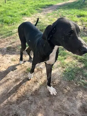 Dog - Great Dane
