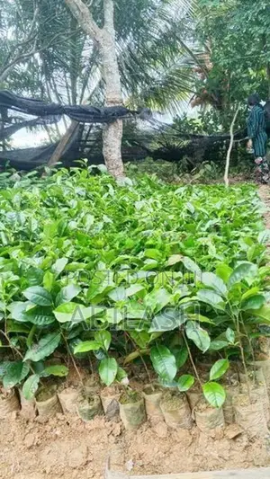 තේ පැල 2025