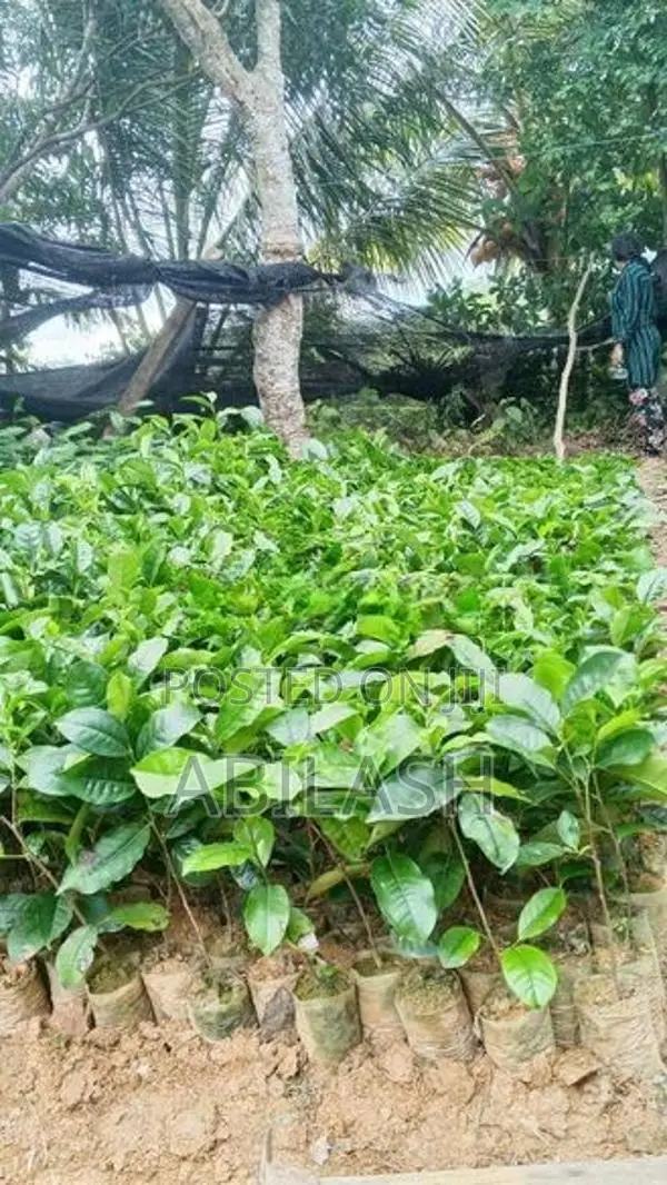 තේ පැල 2025