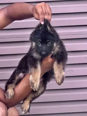 German Shepherd Puppies