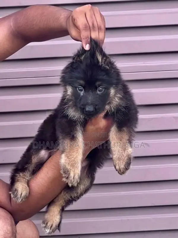 German Shepherd Puppies