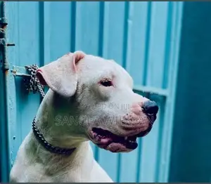 Dogo Argentino