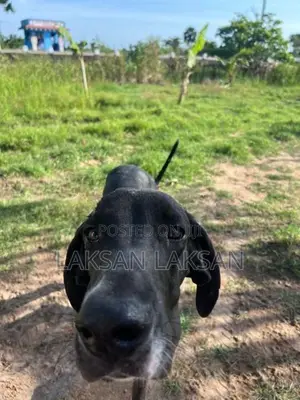 Dog - Great Dane
