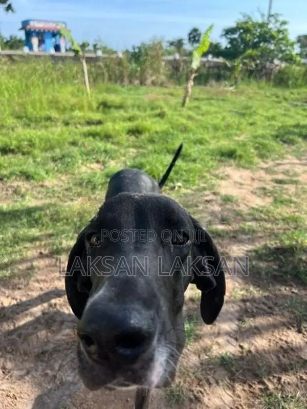 Dog - Great Dane