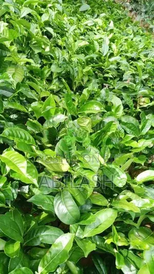 තේ පැල 2025