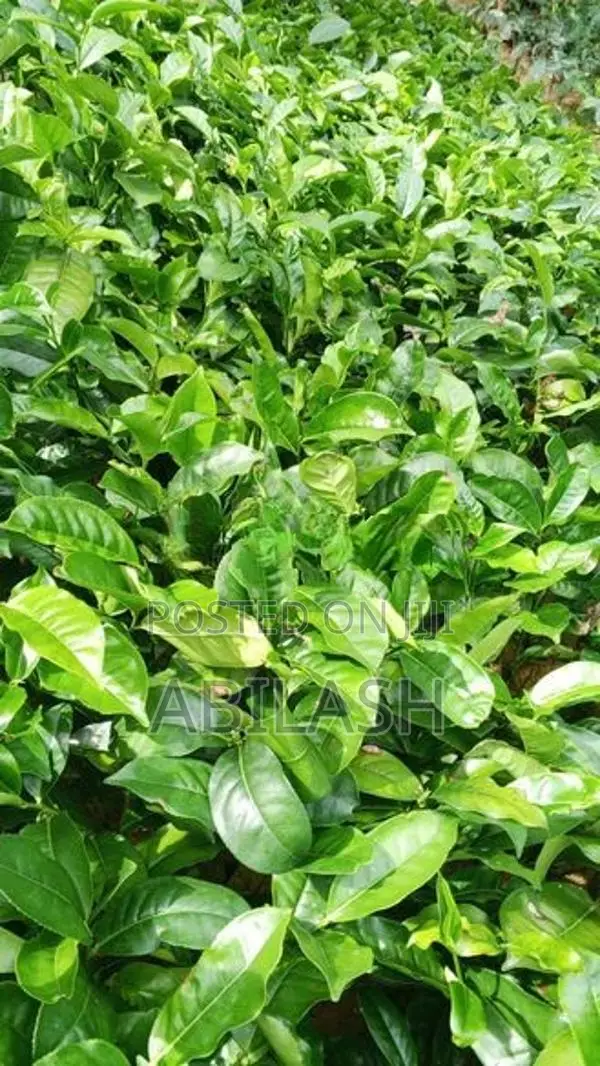 තේ පැල 2025
