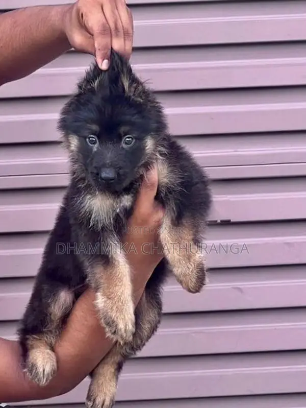 German Shepherd Puppies