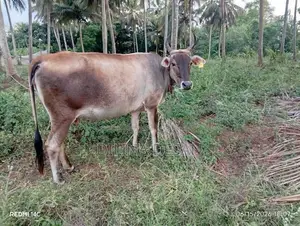 Milk Cow