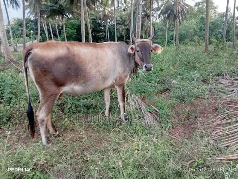 Milk Cow