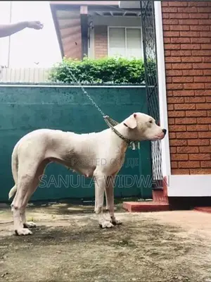 Dogo Argentino