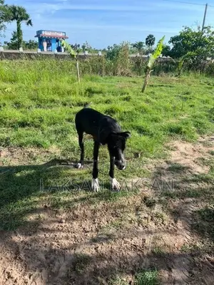 Dog - Great Dane