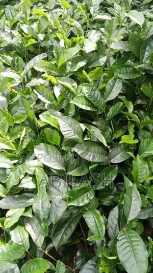 තේ පැල 2025