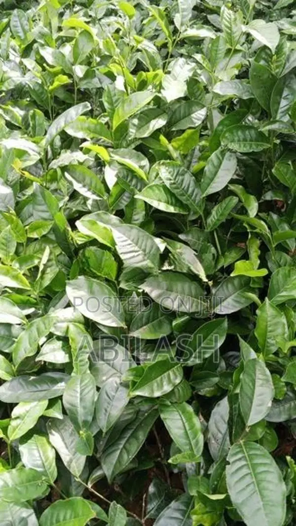 තේ පැල 2025
