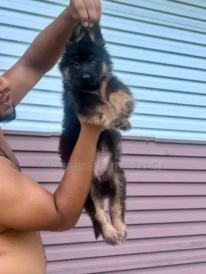 German Shepherd Puppies