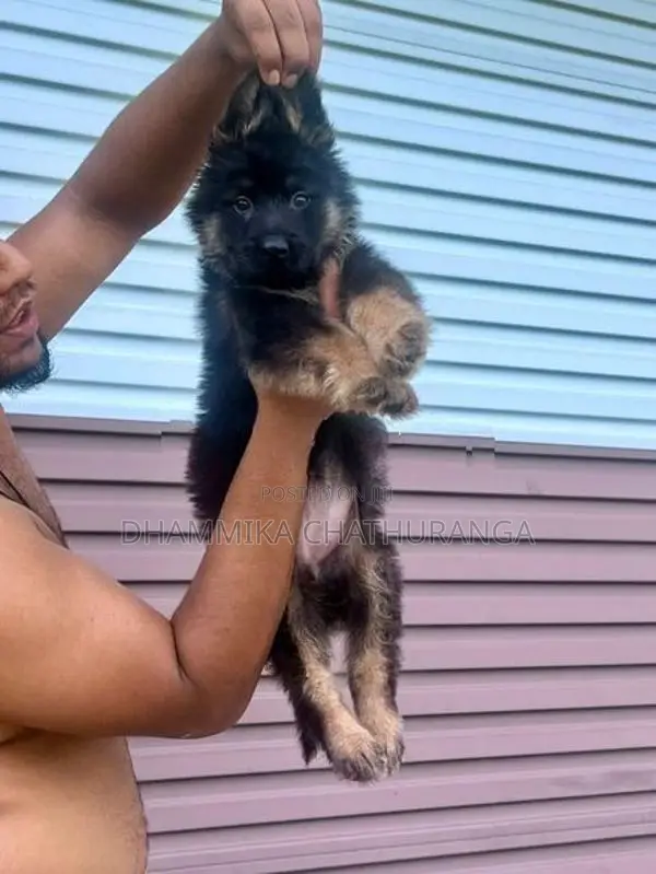 German Shepherd Puppies