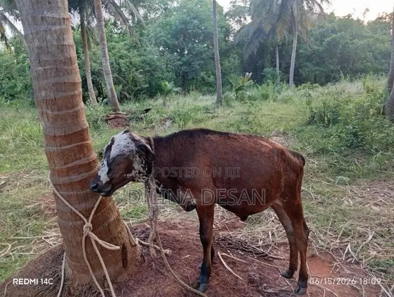 Milk Cow