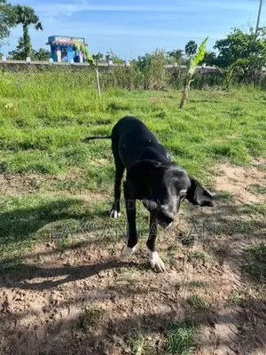Dog - Great Dane