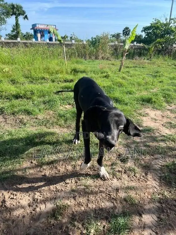 Dog - Great Dane