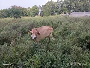Milk Cow