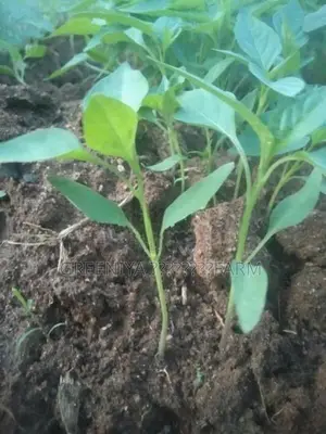 Birinjal Plant