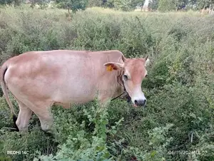 Milk Cow