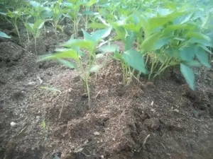 Birinjal Plant