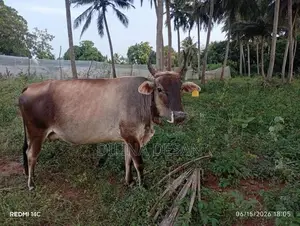 Milk Cow