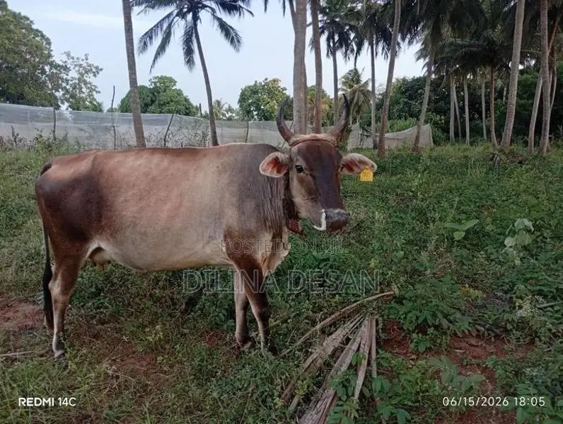 Milk Cow