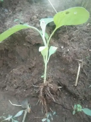 Birinjal Plant