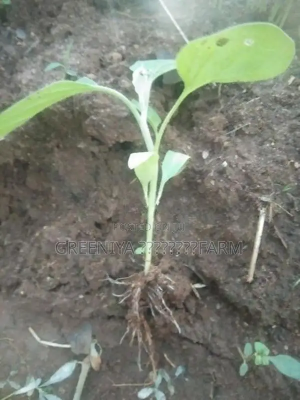 Birinjal Plant