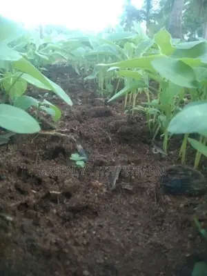 Birinjal Plant