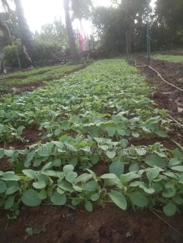 Birinjal Plant