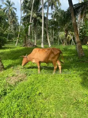 Kiri Eladana