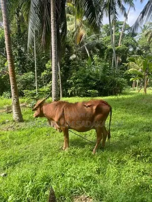 Kiri Eladana