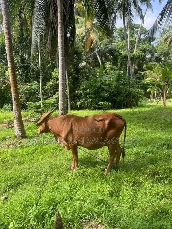Kiri Eladana