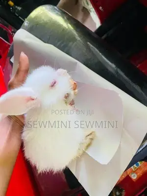 හාවන් 2ක්