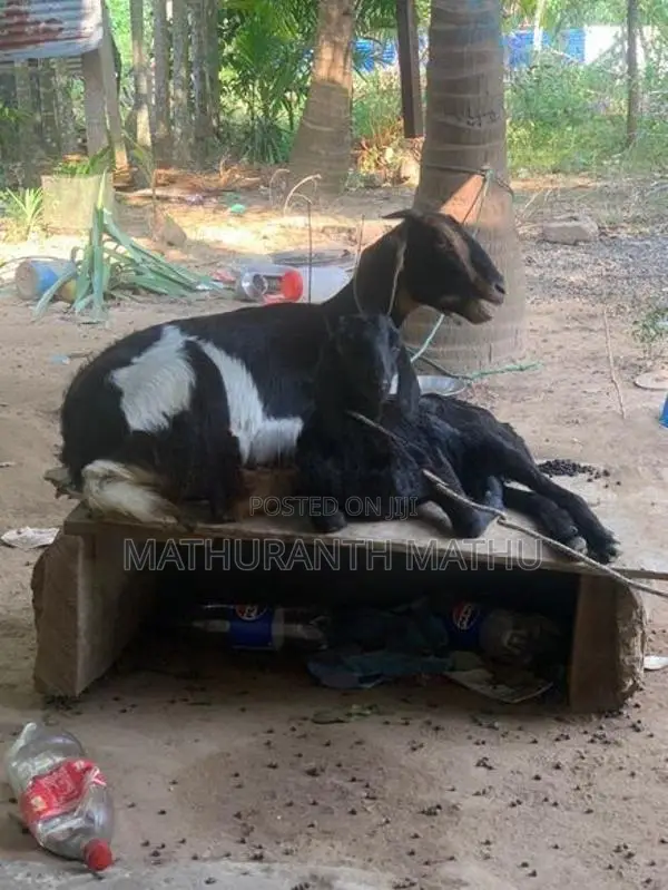 Farm Goats