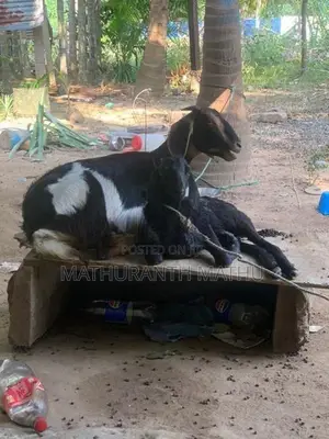 Farm Goats