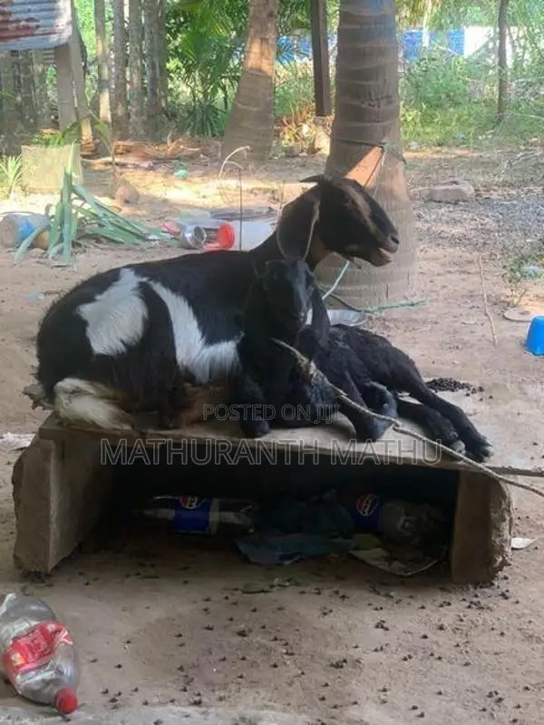 Farm Goats