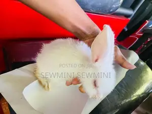 හාවන් 2ක්