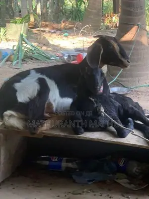 Farm Goats