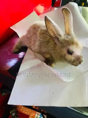 හාවන් 2ක්